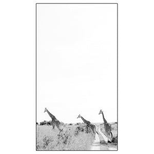 Black and White Giraffe 1